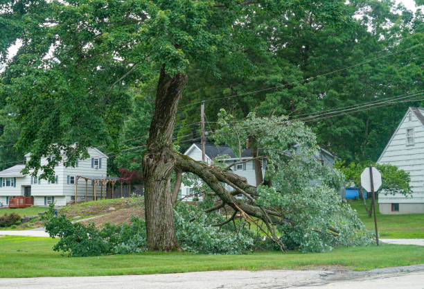 Best Firewood Processing and Delivery  in Story City, IA